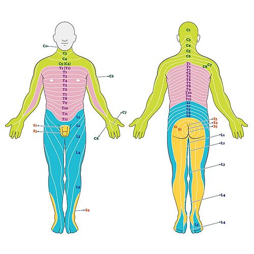 Overview of dermatomes on the human body