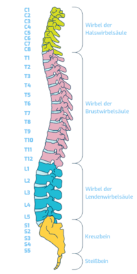 Illustration of the structure of the human spine