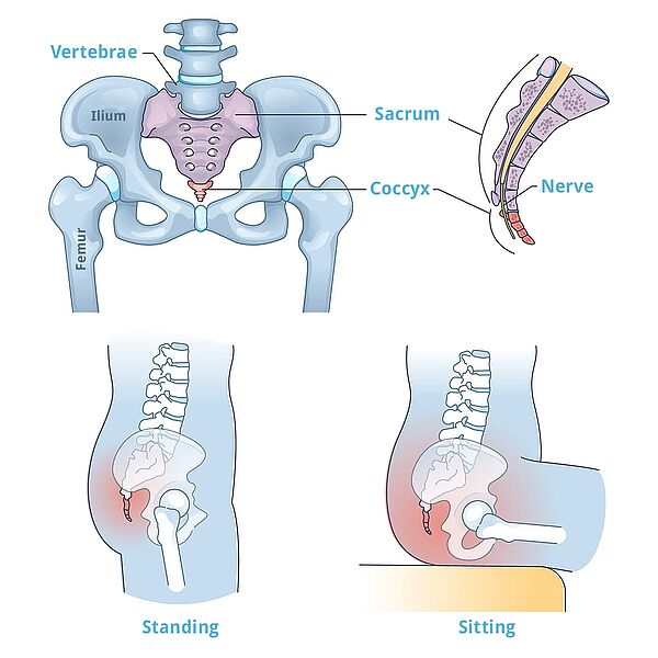 Anatomy of the coccyx