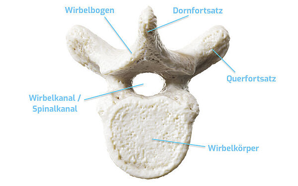The structure of the human vertebra