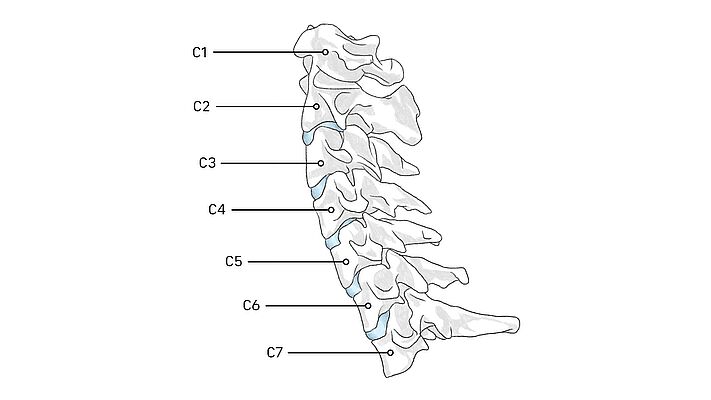 Darstellung des Aufbaus der menschlichen Halswirbelsäule