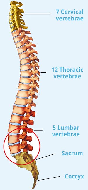 Structure of a healthy human spine