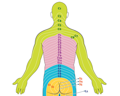 Overview of dermatomes on the human torso